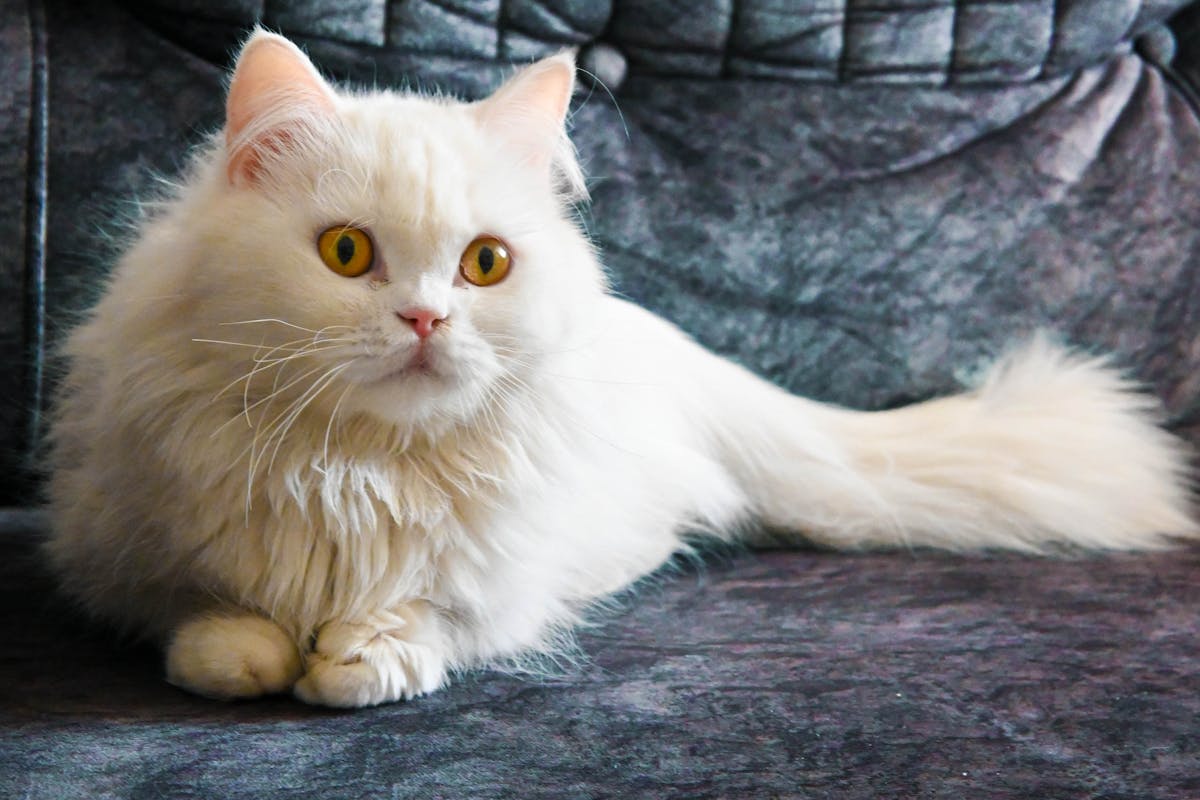 Надоедливая кошачья шерсть: 3 простых способа убрать её с одежды и мебели