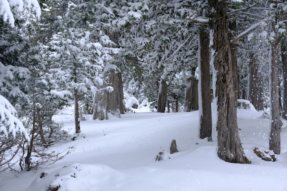 Какой была зима 2025/2026 в Гродненской области: климатическая характеристика 