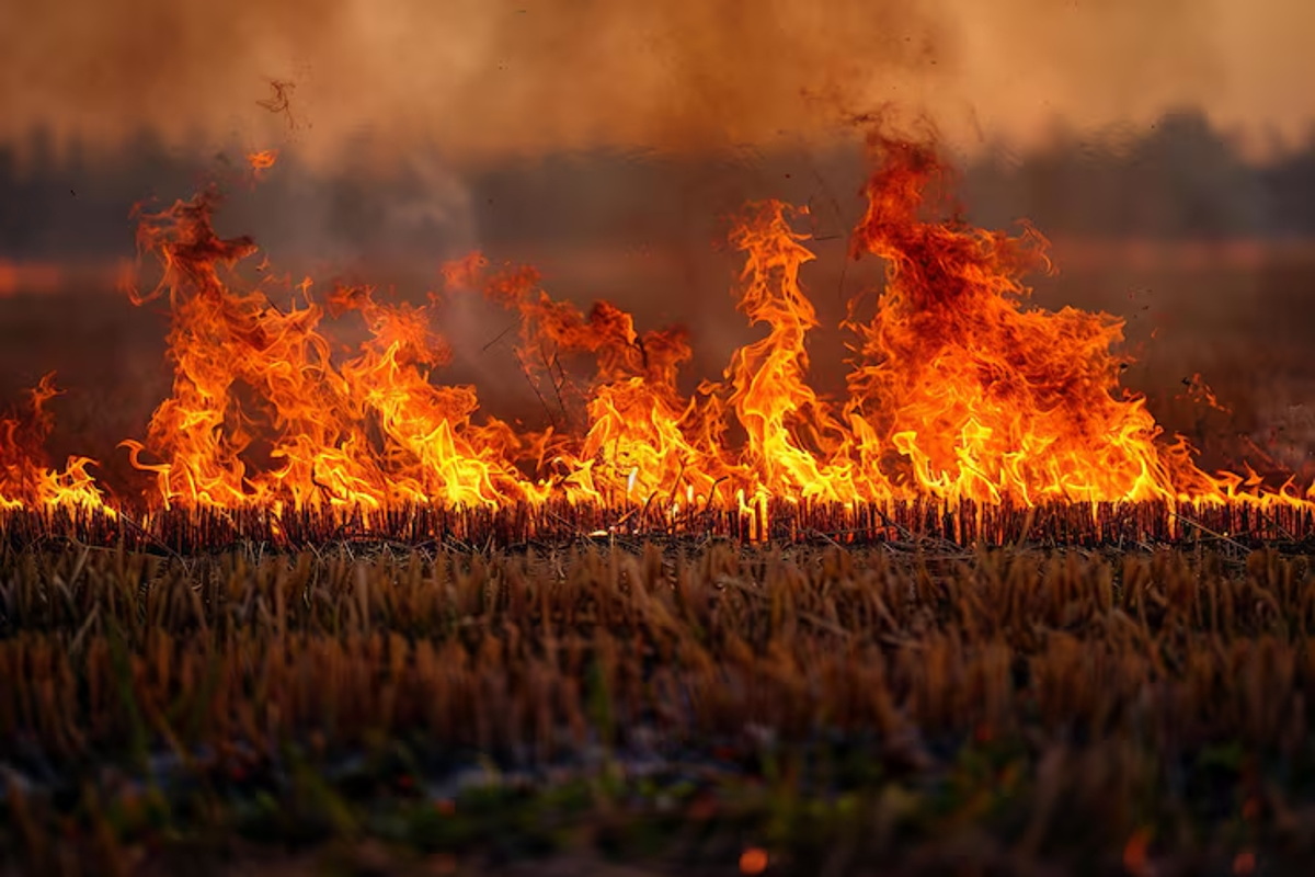 Белорусов предупредили о крупных штрафах за пал травы весной