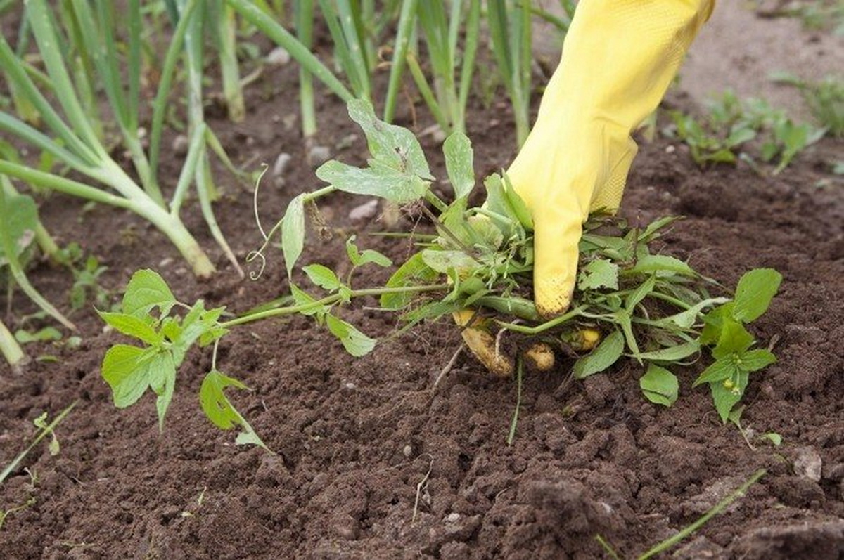 Это натуральное средство поможет превратить сорняки в пыль