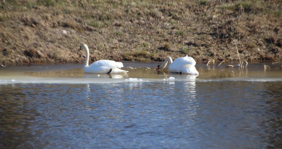 В Слониме нашли мертвого лебедя