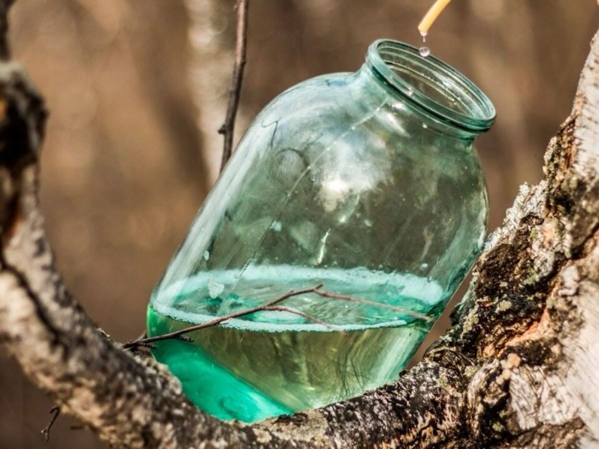 Когда и почём будут продавать берёзовый сок в этом году