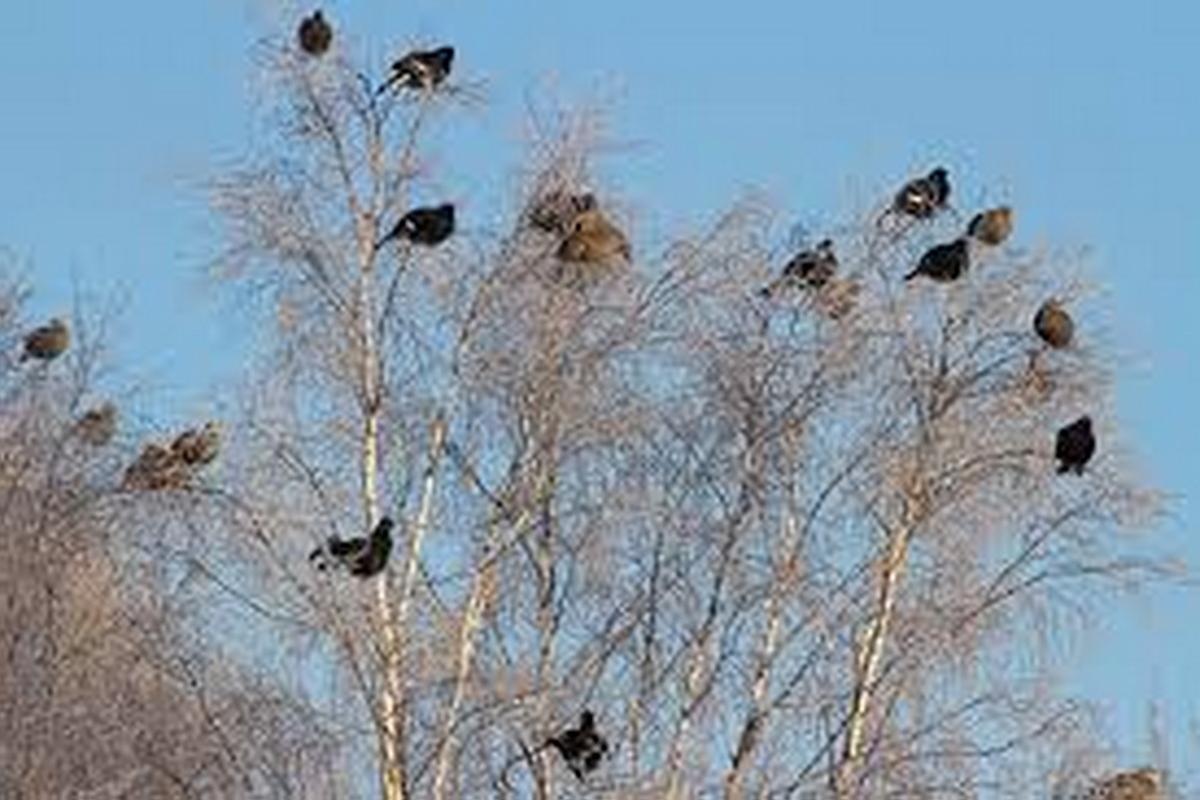 В Беларуси открывается сезон охоты на глухаря и тетерева, но есть ограничения