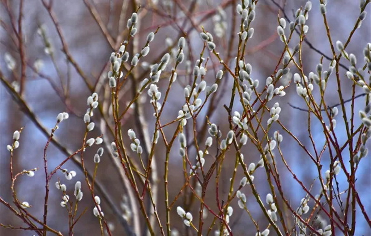 21 марта — Вербоносица: если верба осыпается — это тревожный знак