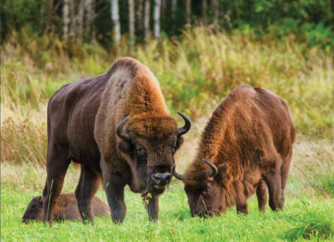 Три беловежских зубра погибли под колесами поезда в Польше