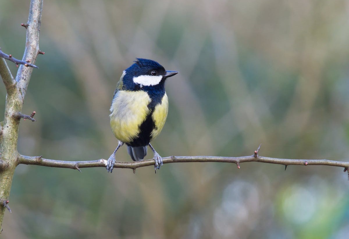 Ночью до +7 градусов: о погоде в Гродненской области 26-28 марта