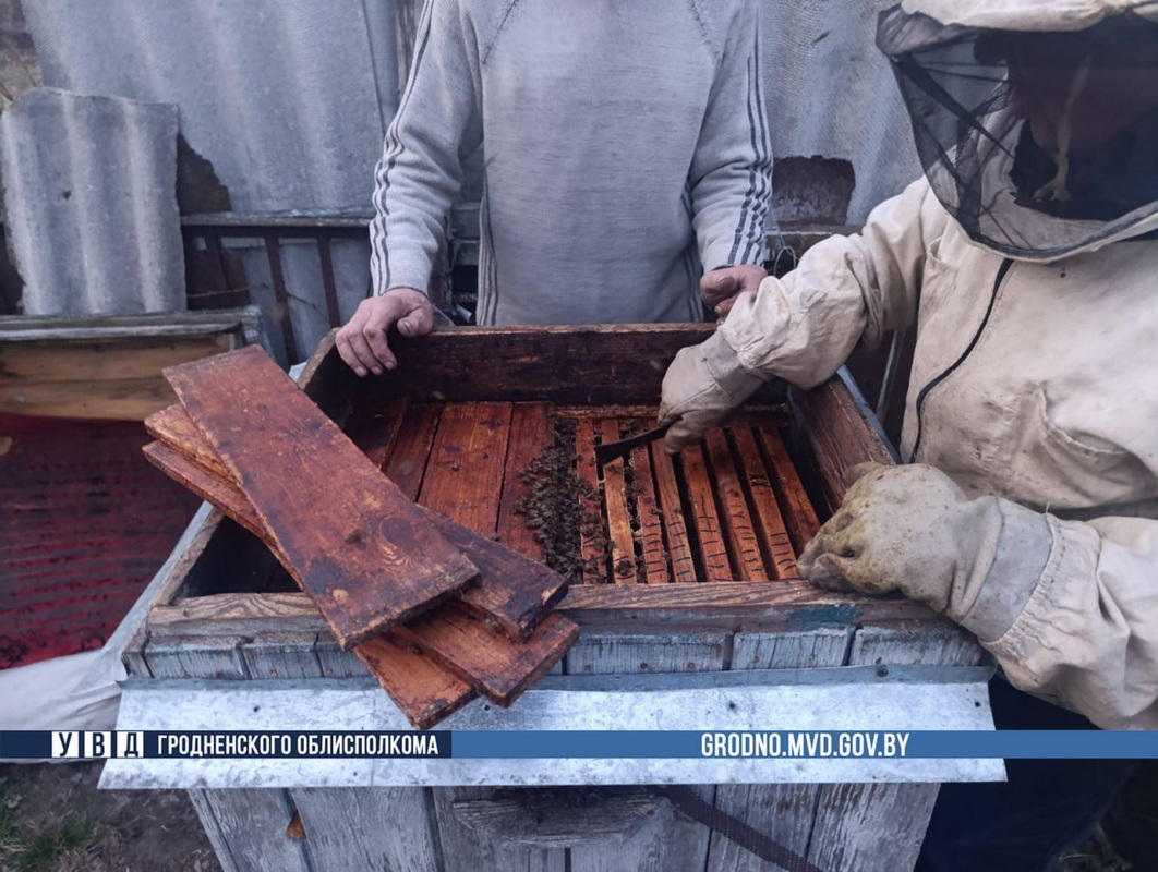 У пасечника в Мостовском районе зимой погибли пчёлы, так он позарился на чужие