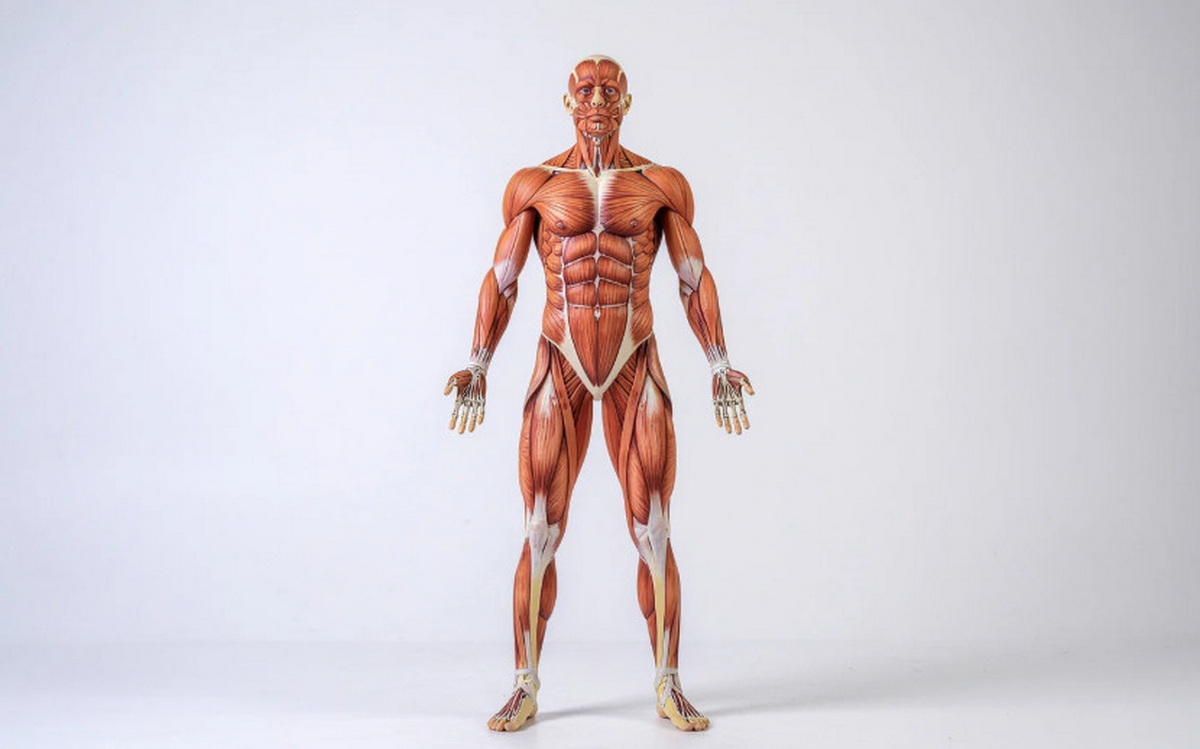 Удивительные факты о нашем теле, которые вы могли не знать