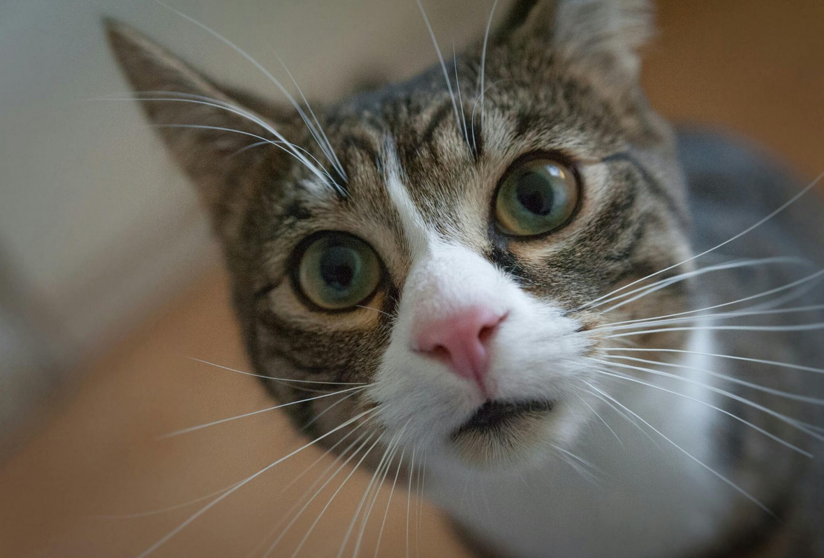 Ваша кошка вас не любит? Что на самом деле показало новое исследование учёных