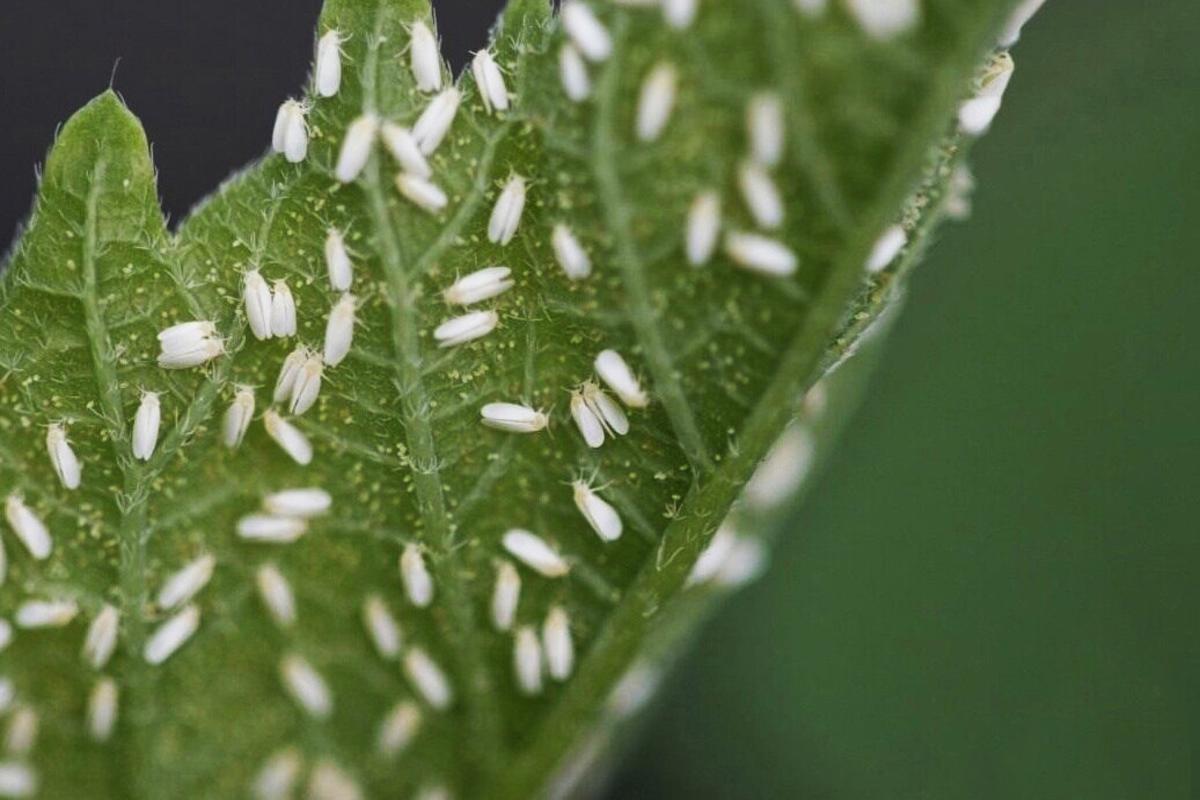 Тля, муравьи и клещи исчезают за минуты: проверенный способ