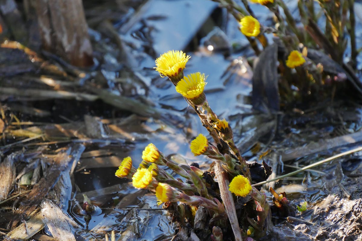 Заморозки возвращаются: о погоде в Гродненской области 1-3 апреля 
