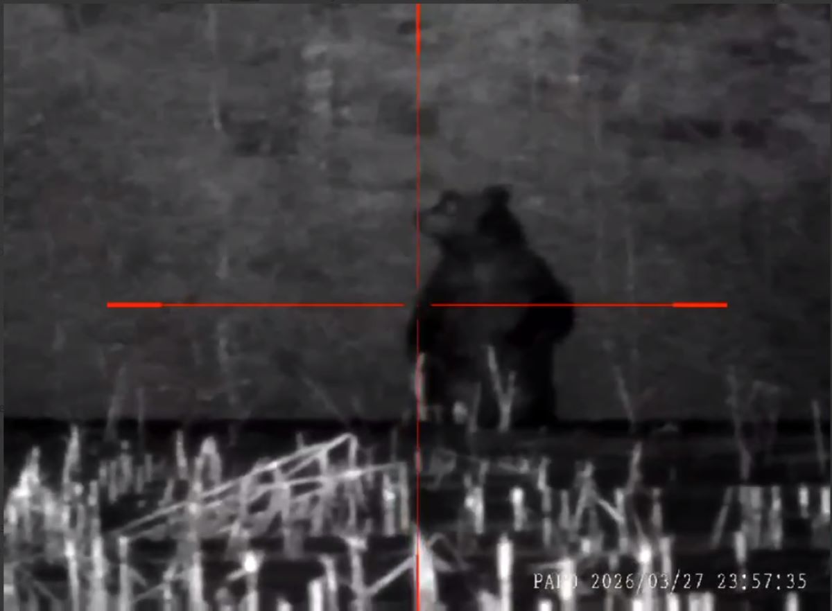 Настоящий гигант: в Крупском районе заметили огромного медведя