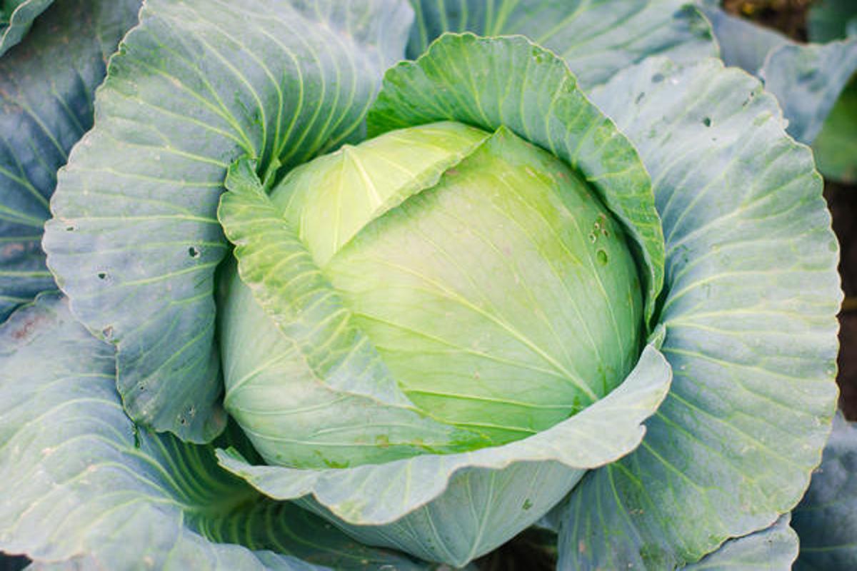 Никогда не подкармливайте капусту так — потеряете урожай