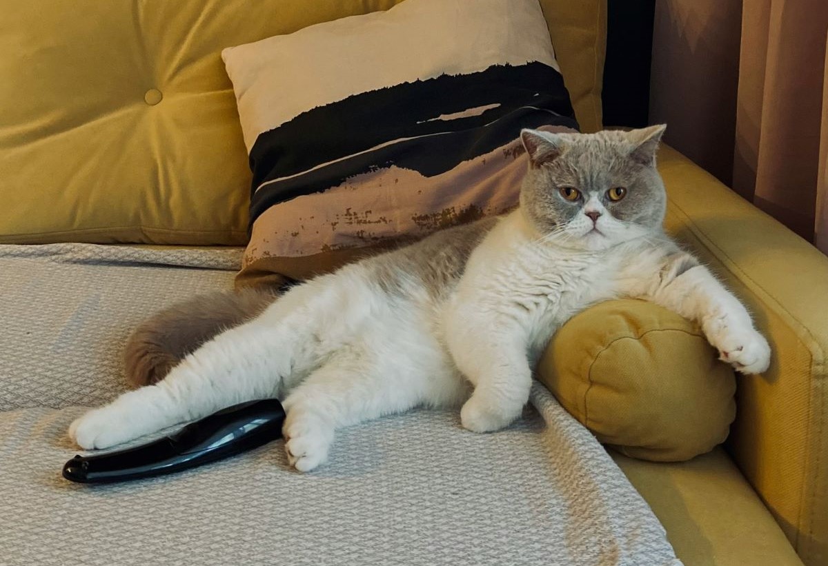 Как жизнь в четырёх стенах влияет на кошек: предупреждение ветеринаров