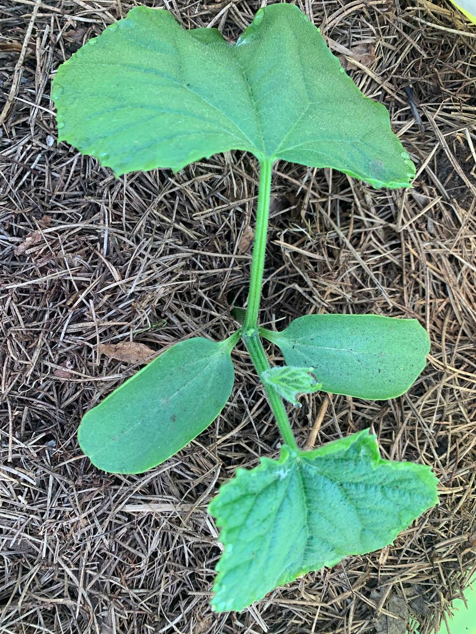 Лучшие дни для посева огурцов в 2026 году: когда сажать, чтобы собрать богатый урожай