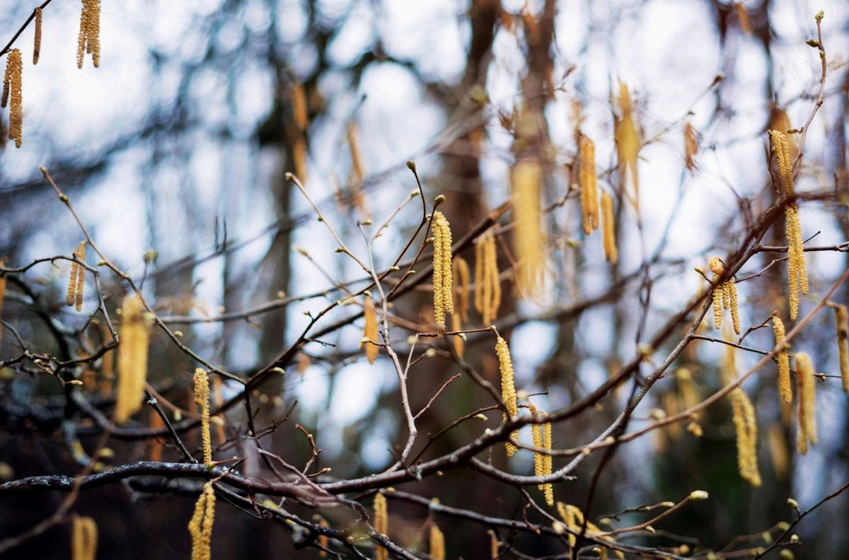Ветрено и дождливо: о погоде на Гродненщине 4-6 апреля