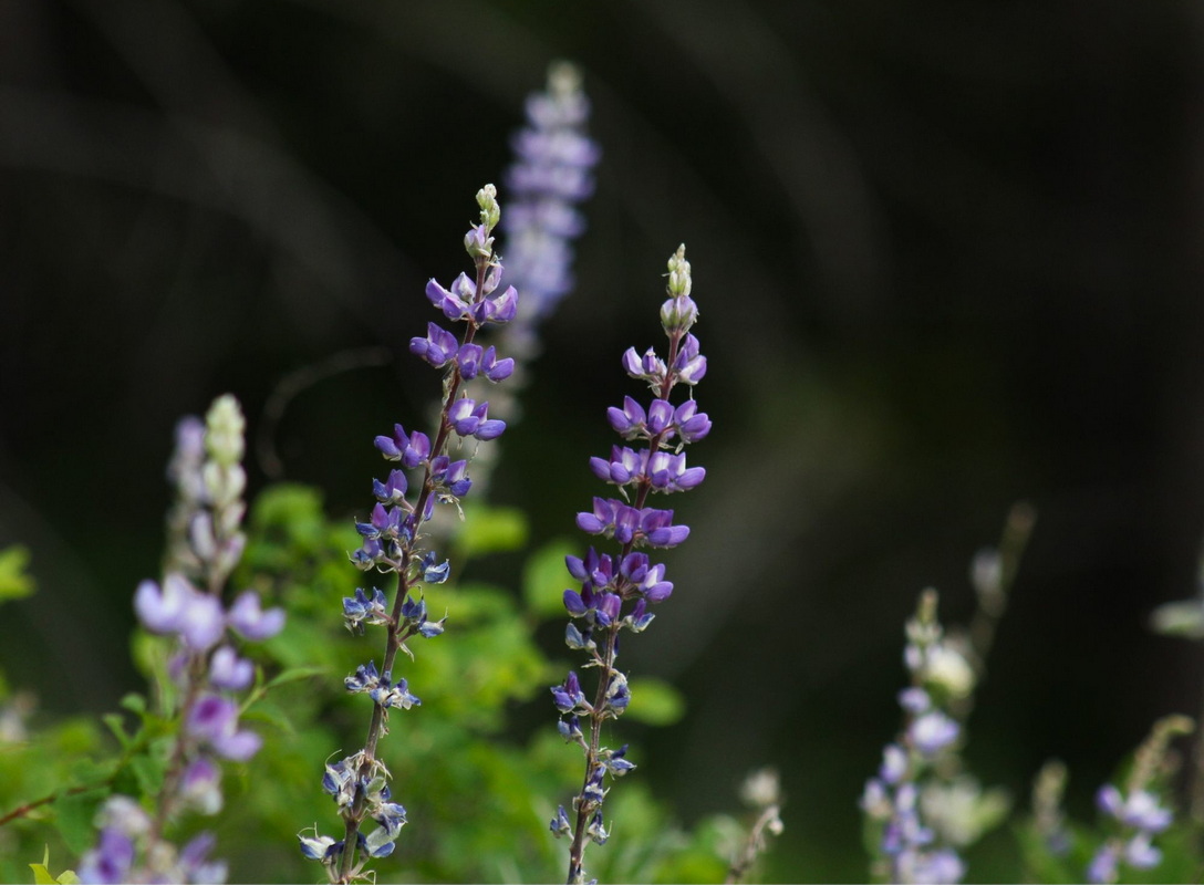 В Беларуси придумали котлеты и паштет из люпина — по белку они не уступают сое