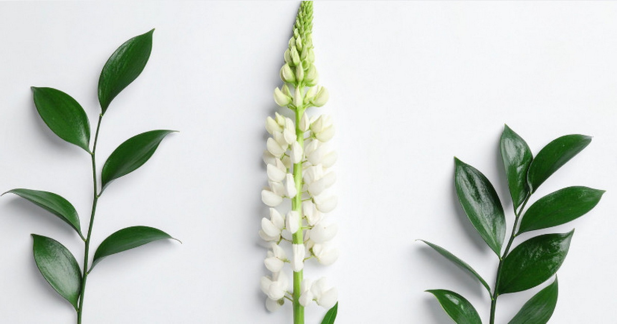 В Беларуси придумали котлеты и паштет из люпина — по белку они не уступают сое