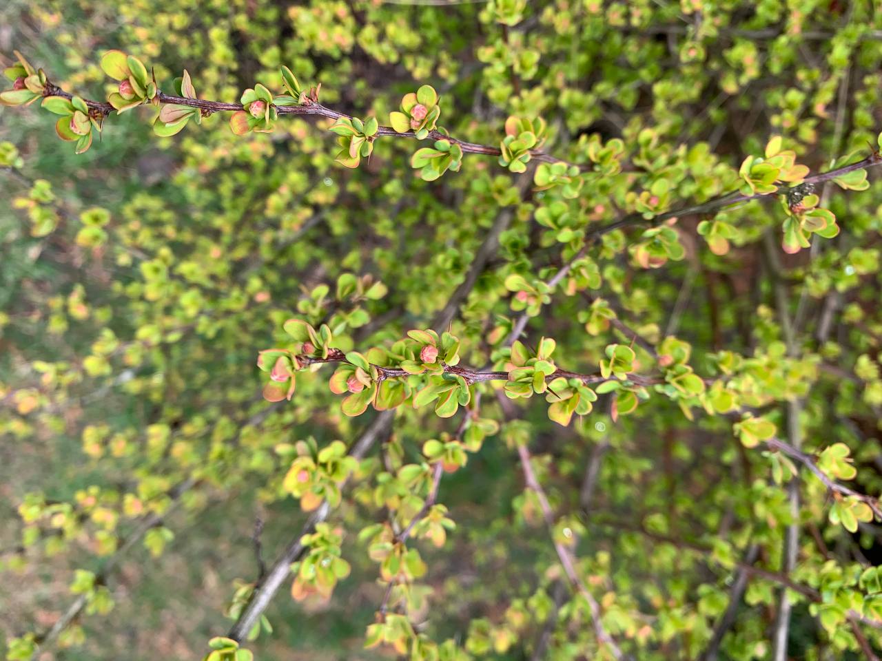 Прогноз погоды в Гродненской области на 9–11 апреля: похолодание, ветер и возможные осадки