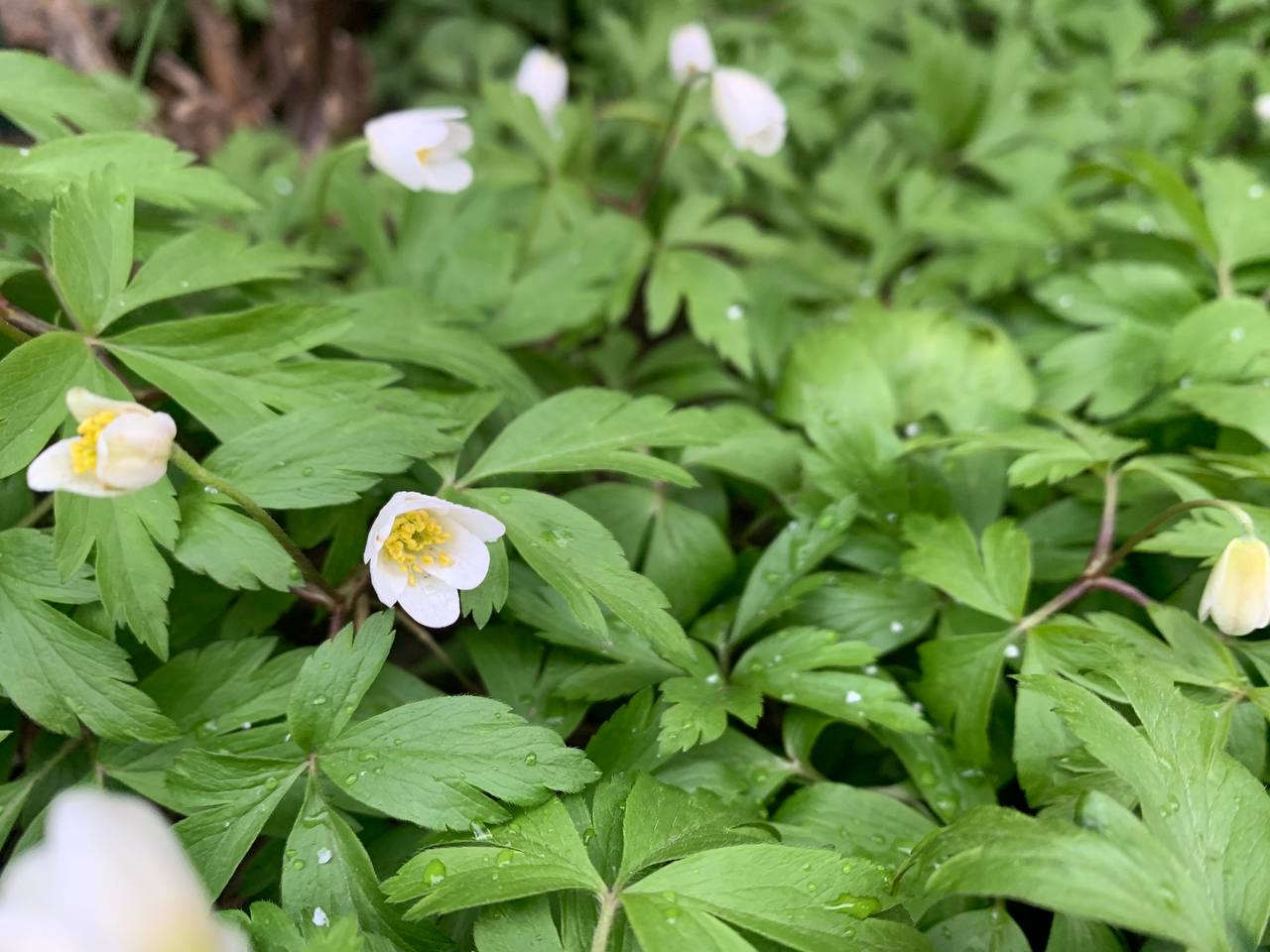 Прогноз погоды в Гродно и области на 10–12 апреля: похолодание, осадки и гололедица