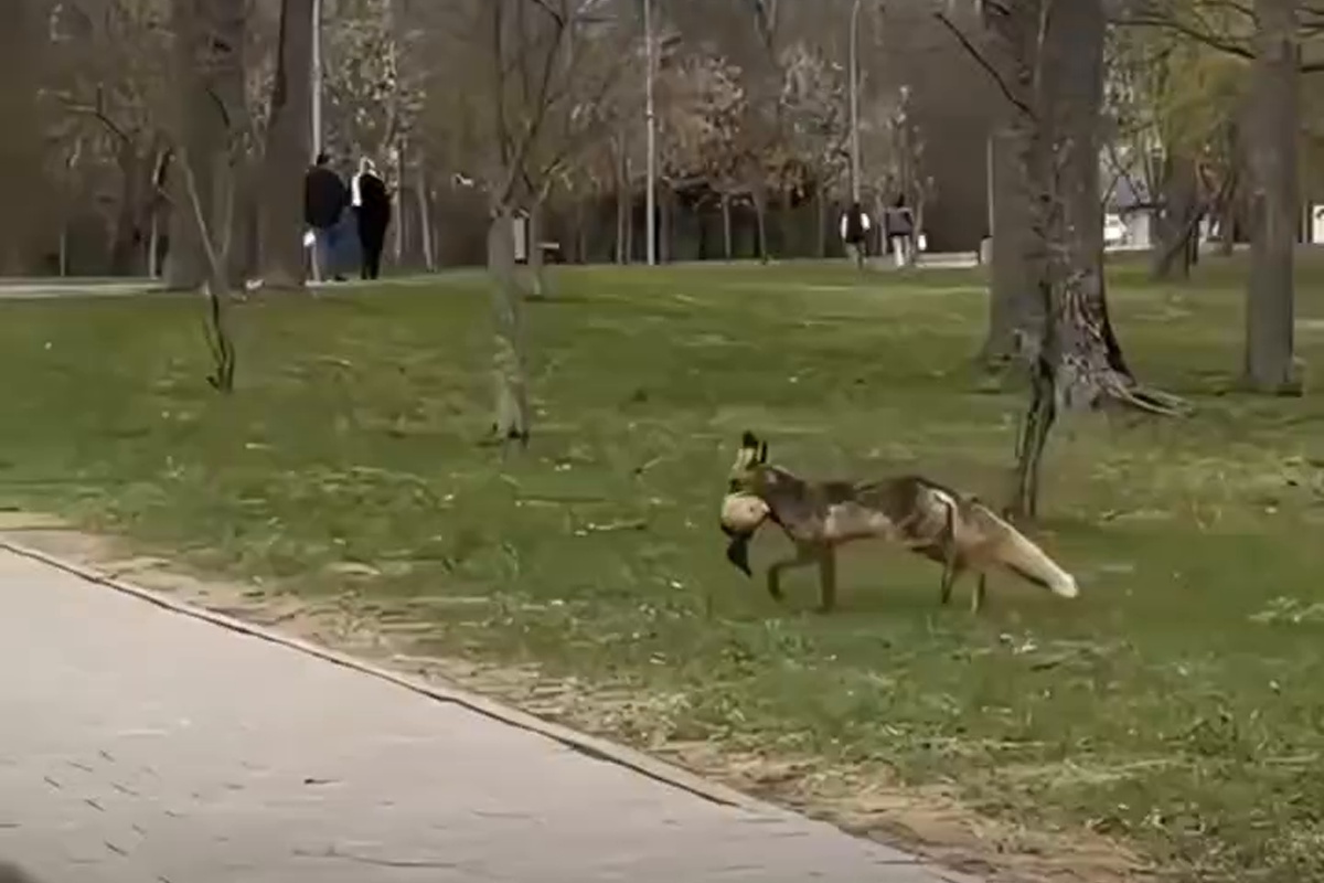 Фото: скриншот видео Телерадиокомпания Гродно