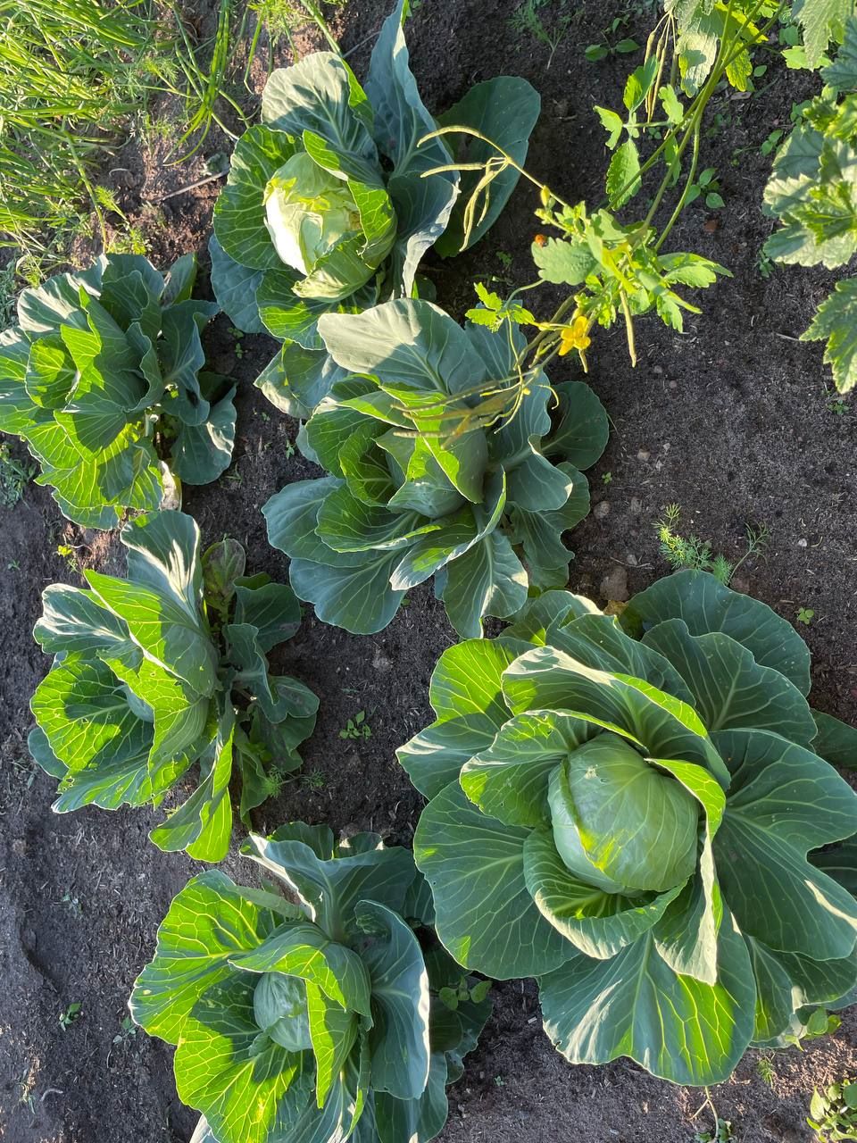 Благоприятные дни для посева капусты в 2026 году по лунному календарю 