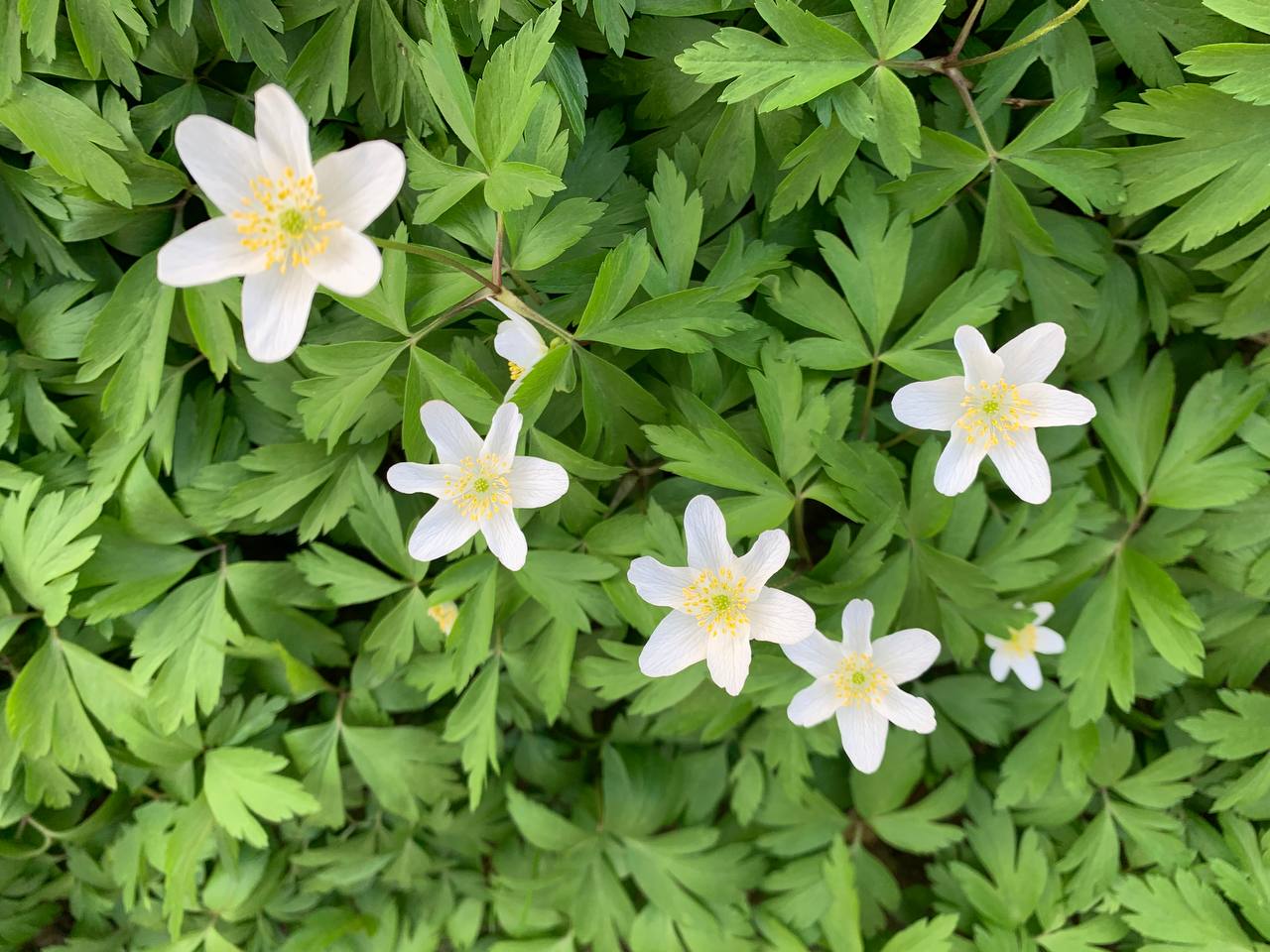 Погода в Гродненской области на 15–17 апреля: потепление сменится дождями