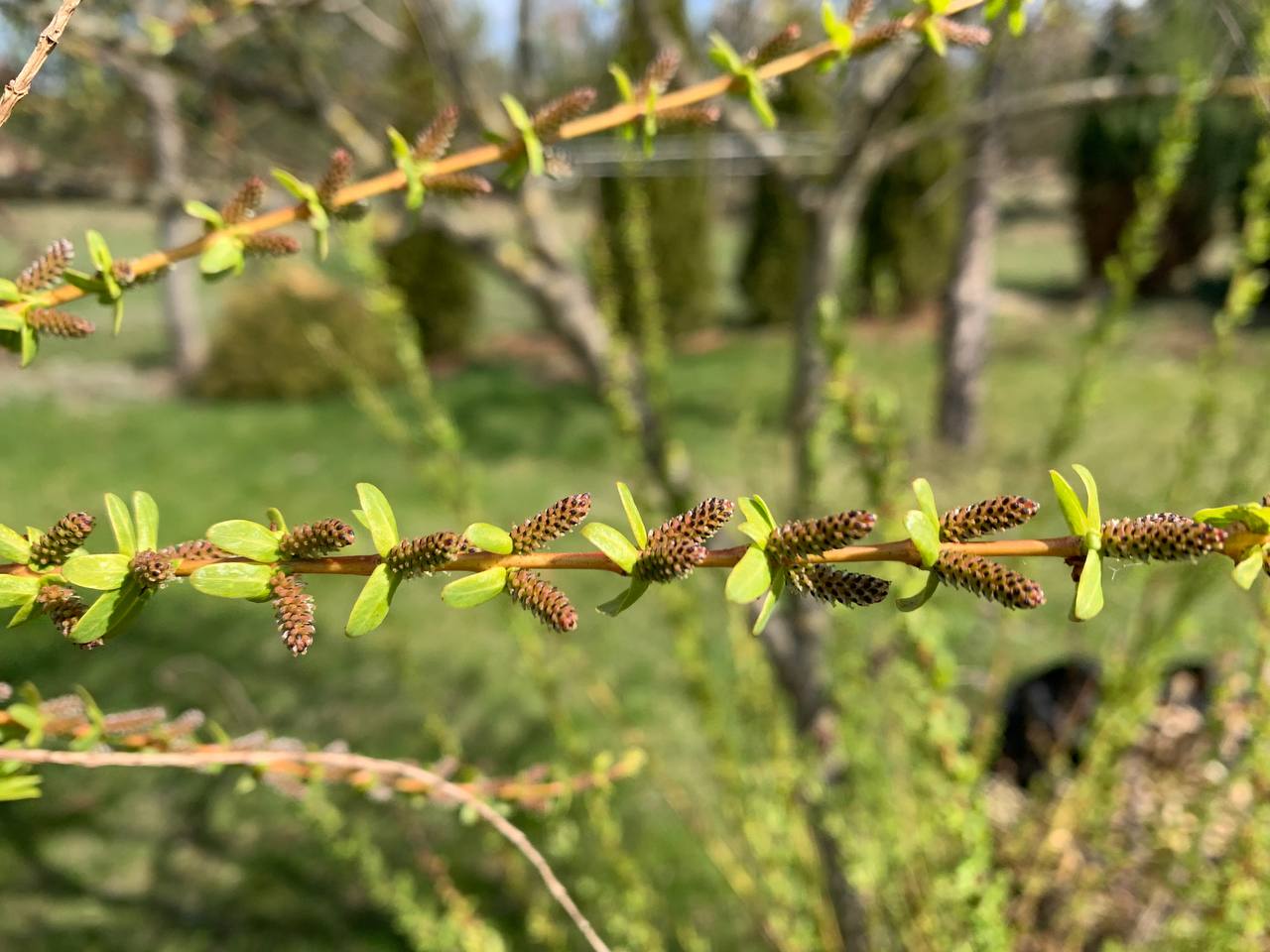 Прогноз погоды в Гродненской области на 16–18 апреля: дожди, ветер и потепление к выходным