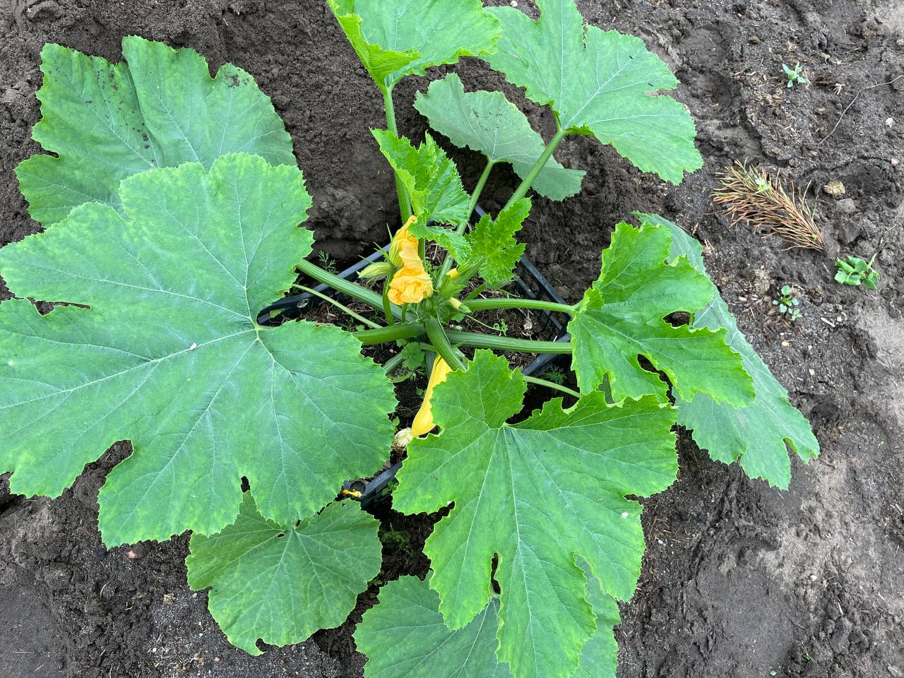 Слонимчанка получает ранний урожай кабачков уже в мае – секрет выращивания