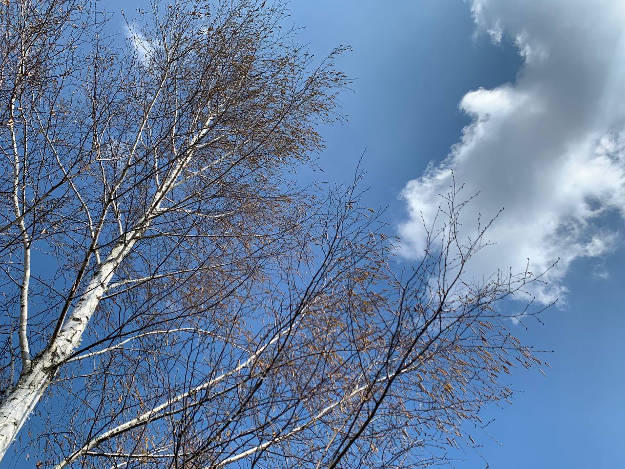 Погода в Гродненской области на 17–19 апреля: дожди, потепление и утренние туманы