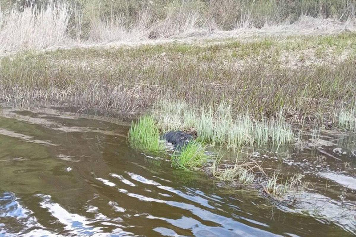 поиски человека