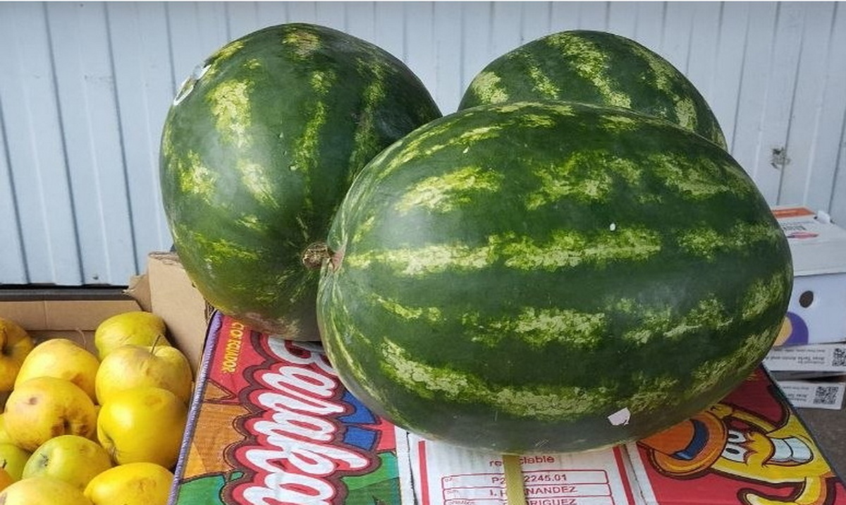 Арбузы из Ирана
