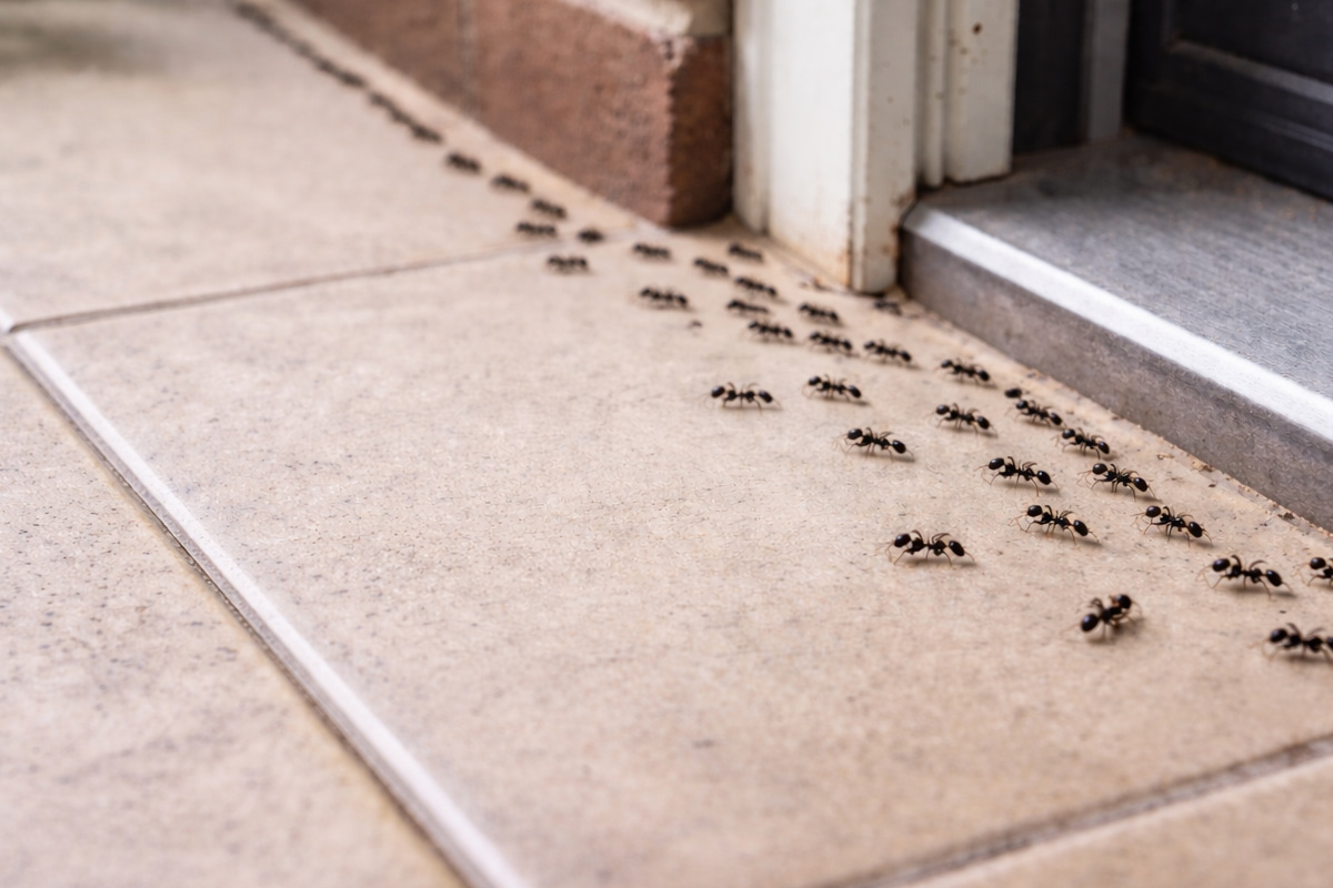 борьба с муравьями