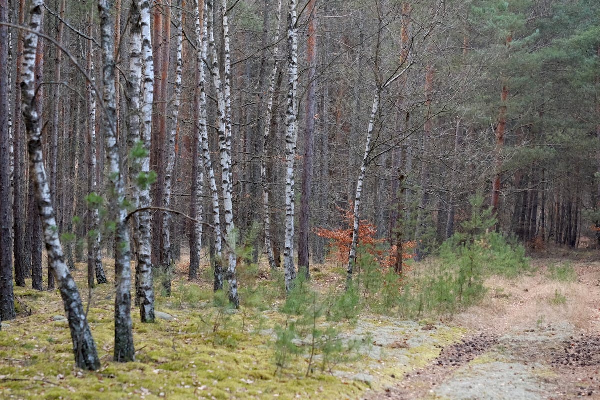 Слонимский лесхоз напоминает о временном ограничении на посещение лесов