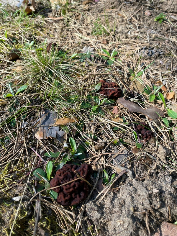 Первые грибы