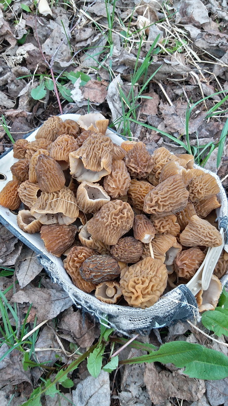 Первые грибы