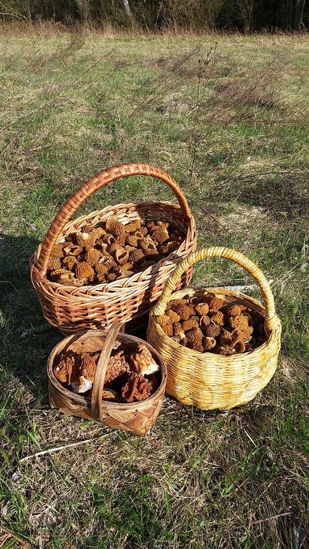 Первые грибы