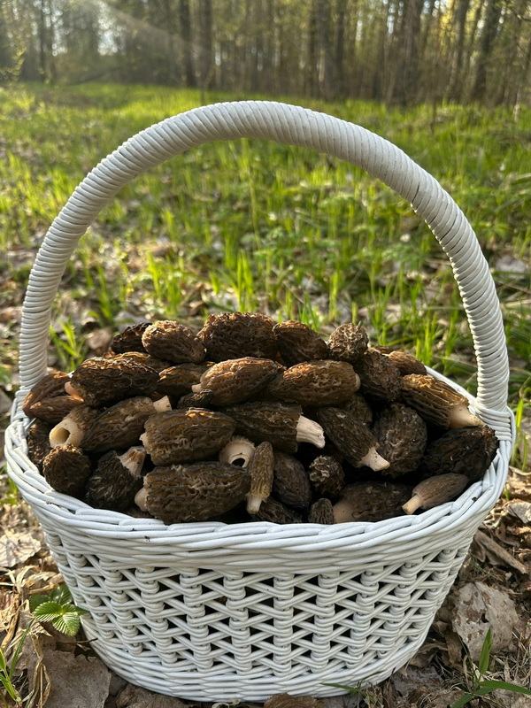 Первые корзины грибов