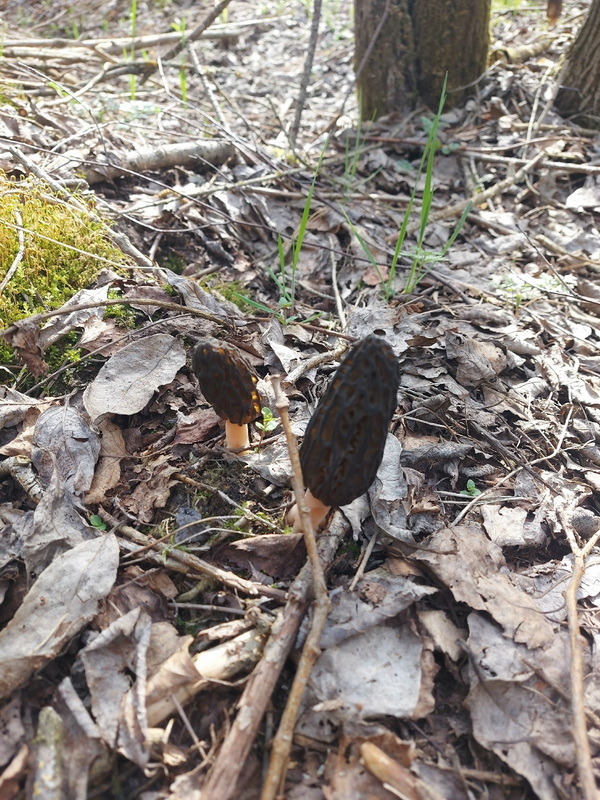 Первые грибы