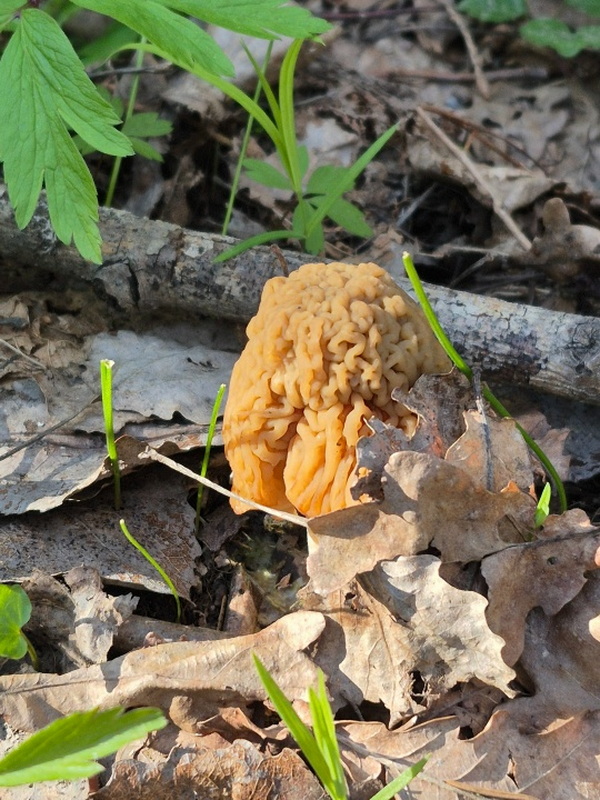 Грибы в апрельском лесу