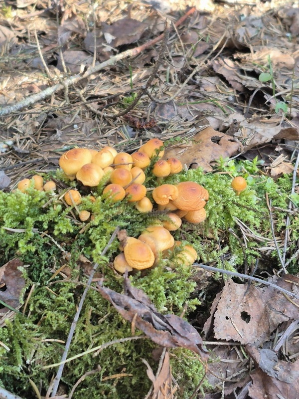 Первые грибы