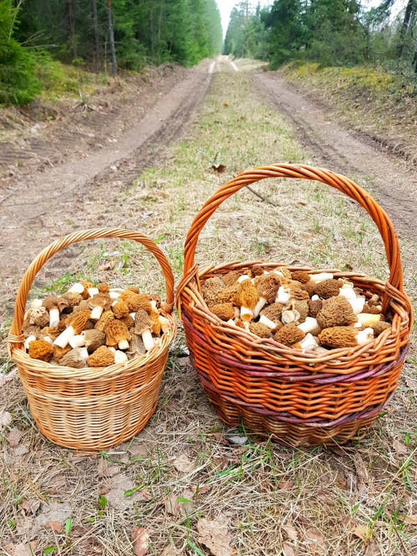 Первые грибы в апреле
