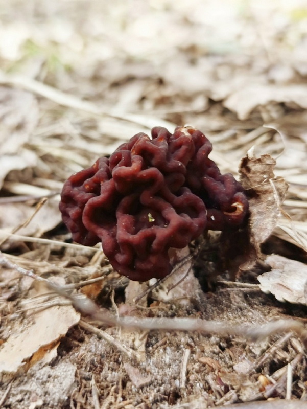 Первые грибы