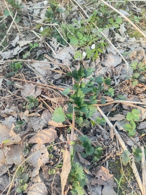 Первые весенние грибы