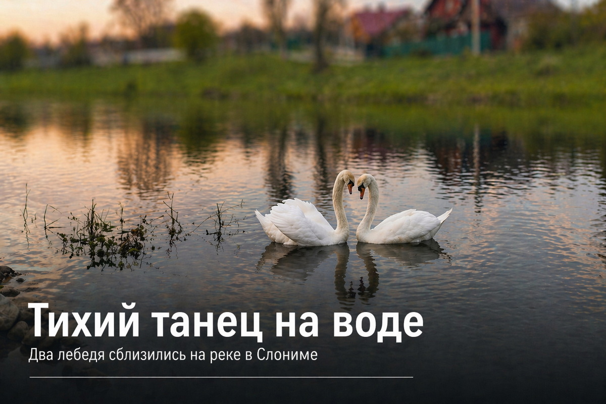 Два белых лебедя сблизились на воде на реке в Слониме