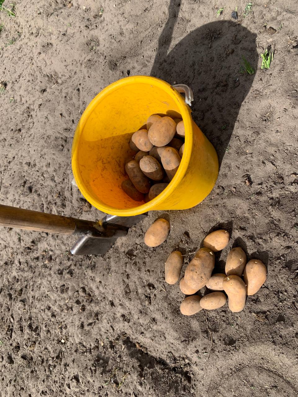 Чем заправить лунки при посадке картошки – советы слонимской огородницы