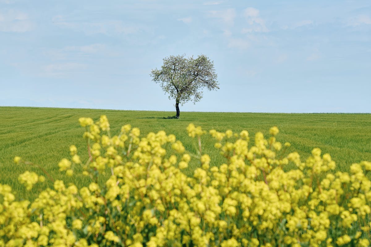 Ночные заморозки усилятся: о погоде на Гродненщине 27-29 апреля