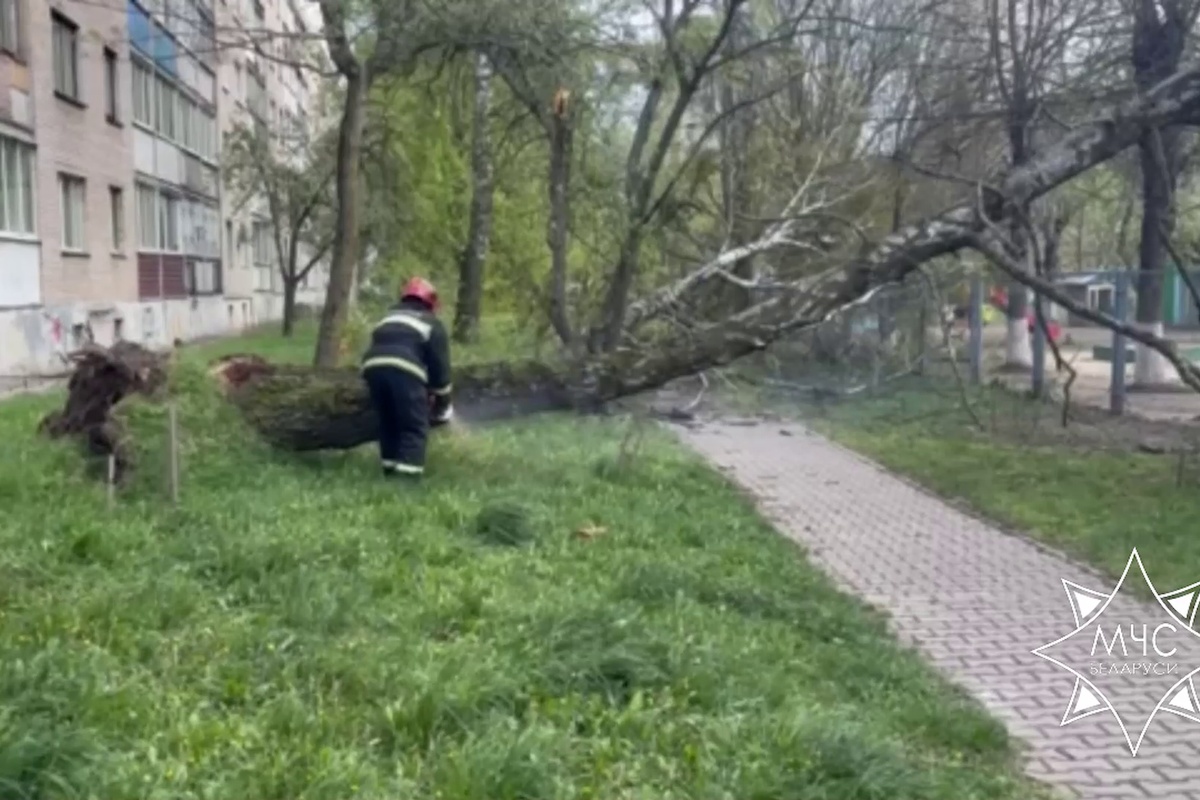 Сильный ветер повалил деревья