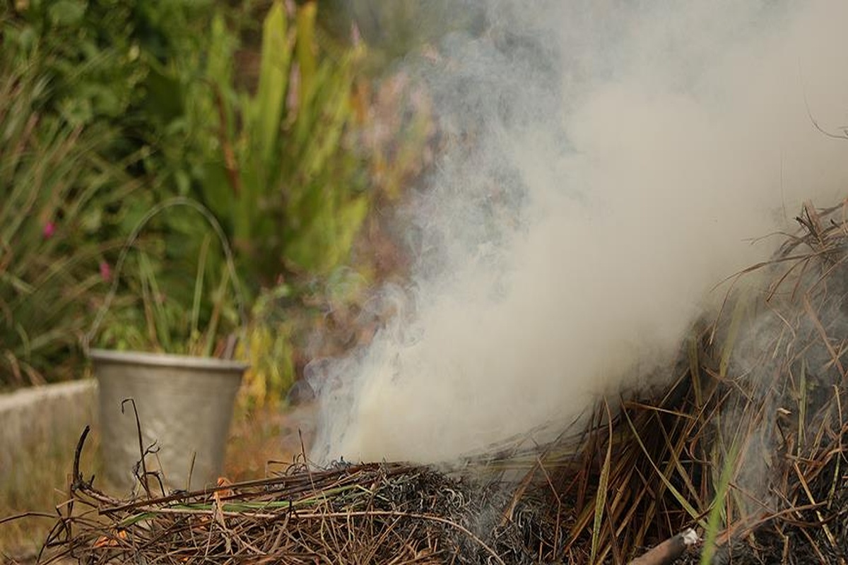 задымление сада