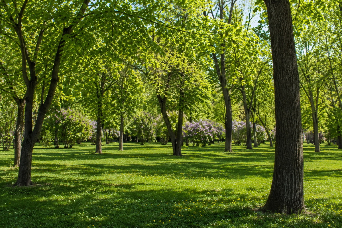сирень в парке
